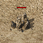 d4.gif